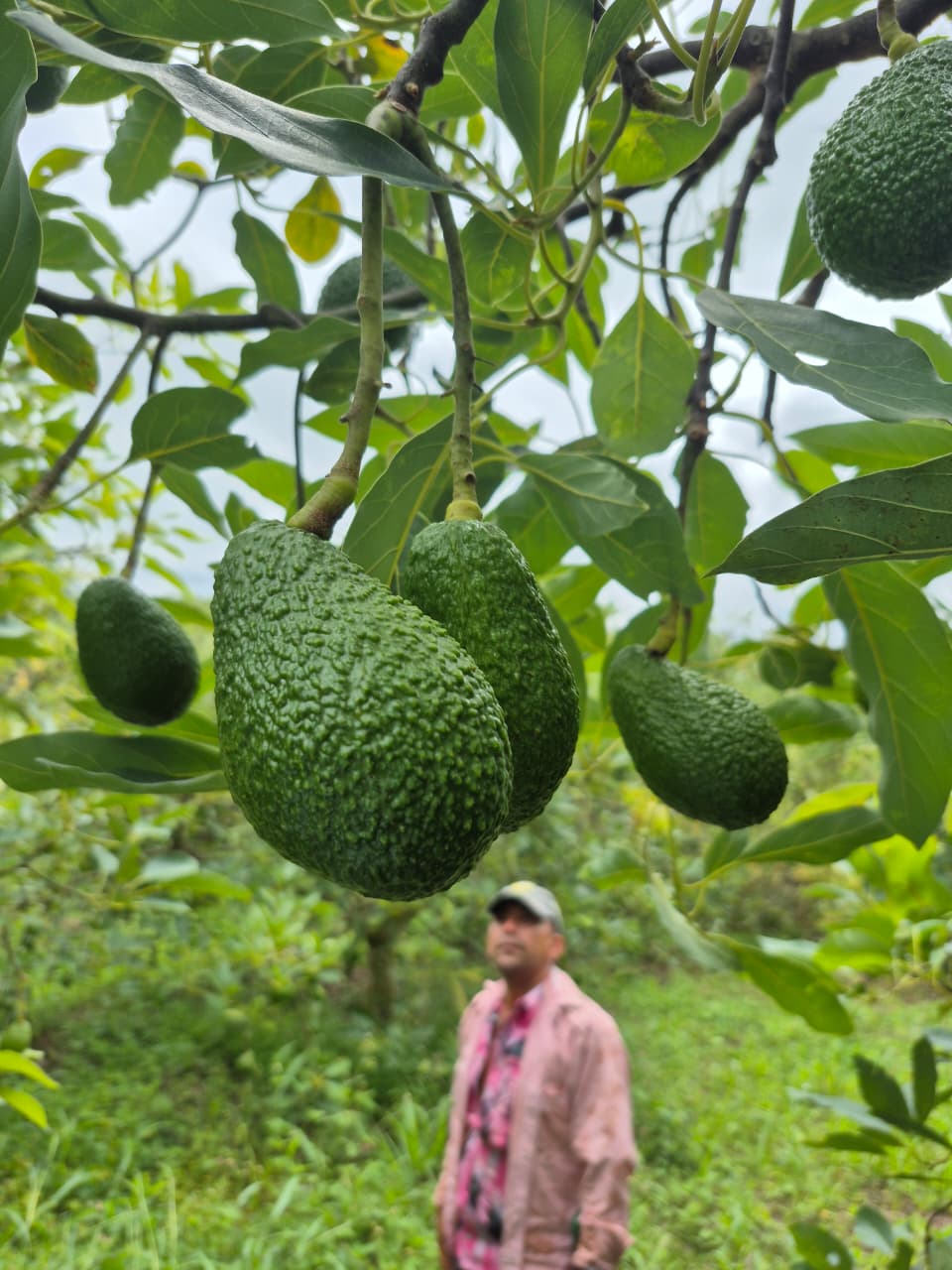 Andean avocado farm