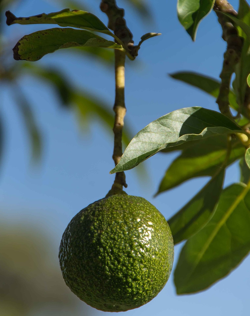 Hass Avocado Colombia